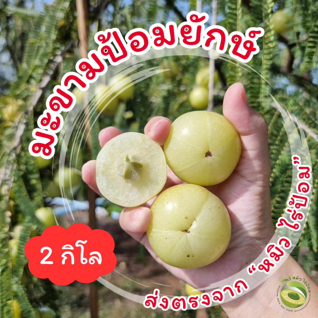 [2 kg] มะขามป้อม ยักษ์ สดจาก หมิว ไร่ป้อม [ของแท้ ส่งจาก สมุทรสาคร เท่านั้น] ระวังร้านปลอมด้วยค่ะ