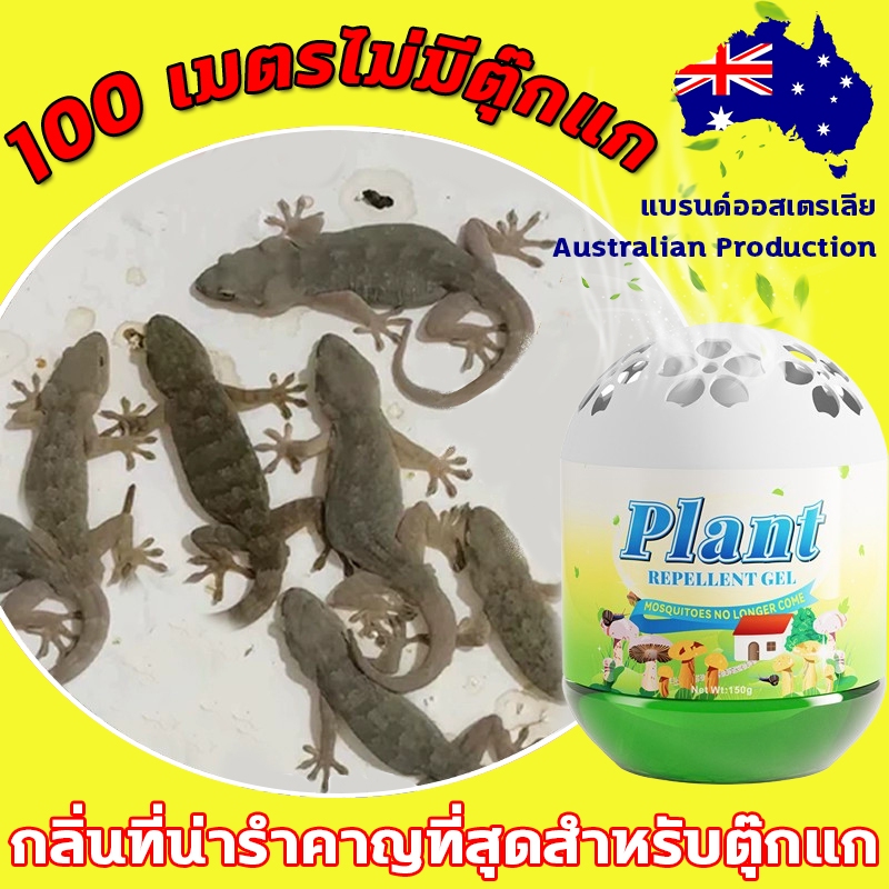ไม่มีตุ๊กแกใน 10 ปี ไล่ตุ๊กแก ยาไล่จิ้งจก ยาไล่ตุ๊กแก ยาฆ่าจิ้งจก 150g ลลัพธ์ด่วน การสกัดพืช ใช้งานได้ในทั่วทั้งบ้าน