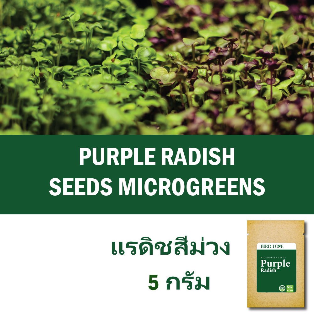 ( ปริมาณทดลองปลูกค่ะ ) เมล็ดไมโครกรีนแรดิชสีม่วง 5 กรัม Purple Radish Microgreens seeds 5 g.