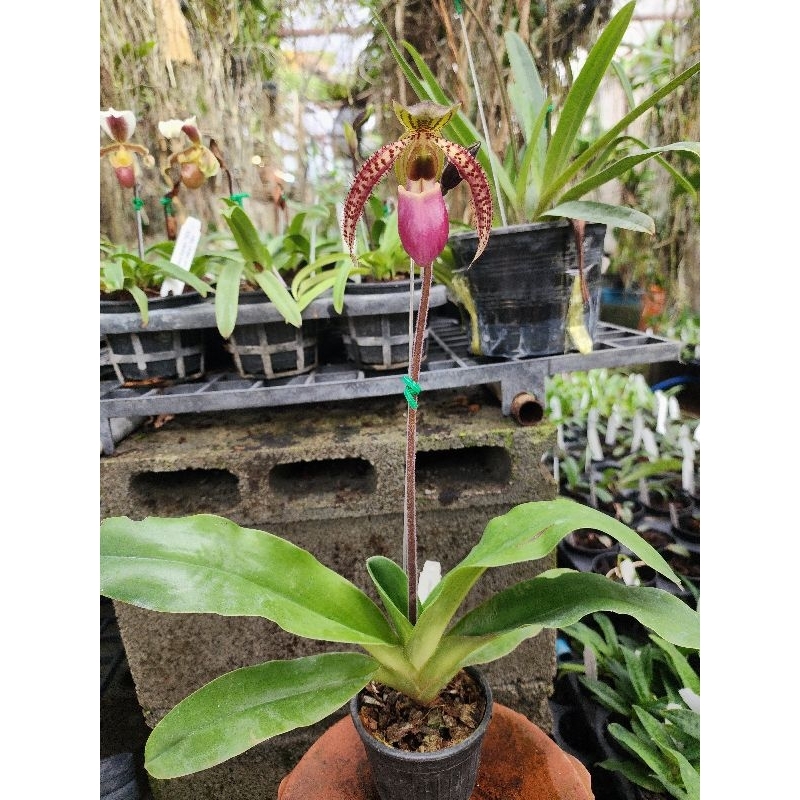 Paph.liemianum x Paph.gigantifolium