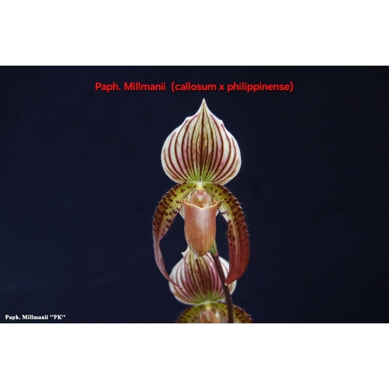 Paph.callosum x Paph.philippinense ต้นเล็ก