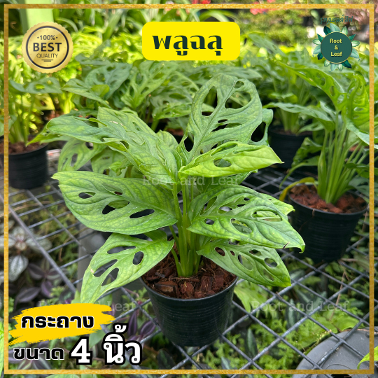 พลูฉลุ ส่งพร้อมกระถางดำขนาด 4 นิ้ว คัดฟอร์มใบสวยๆ ไม้ฟอกอากาศวางได้ทุกห้องเลี้ยงง่าย ปลูกได้ทั้งในน้ำ และในกระถาง  เหมาะ