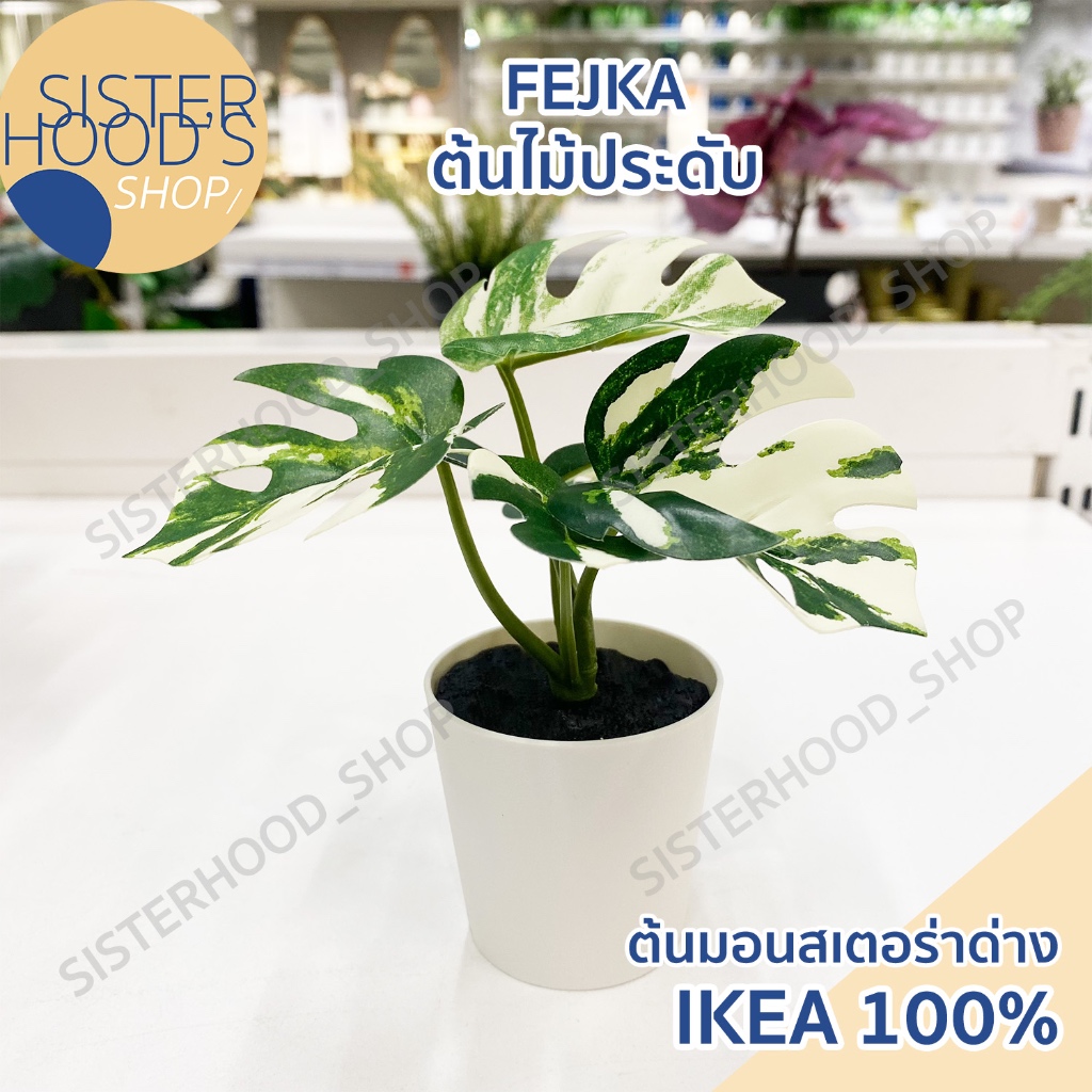 [พร้อมส่ง] IKEA ของแท้ ต้นไม้ประดับ ต้นไม้ปลอม มอนสเตอร่า ขนาด 6 ซม. รุ่น FEJKA จาก อิเกีย