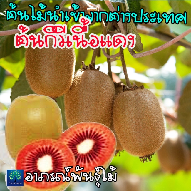 ต้นกีวีเนื้อสีแดง กีวี (Kiwi) พันธุ์ใหม่ สามารถปลูกในเขตร้อนบ้านเราได้