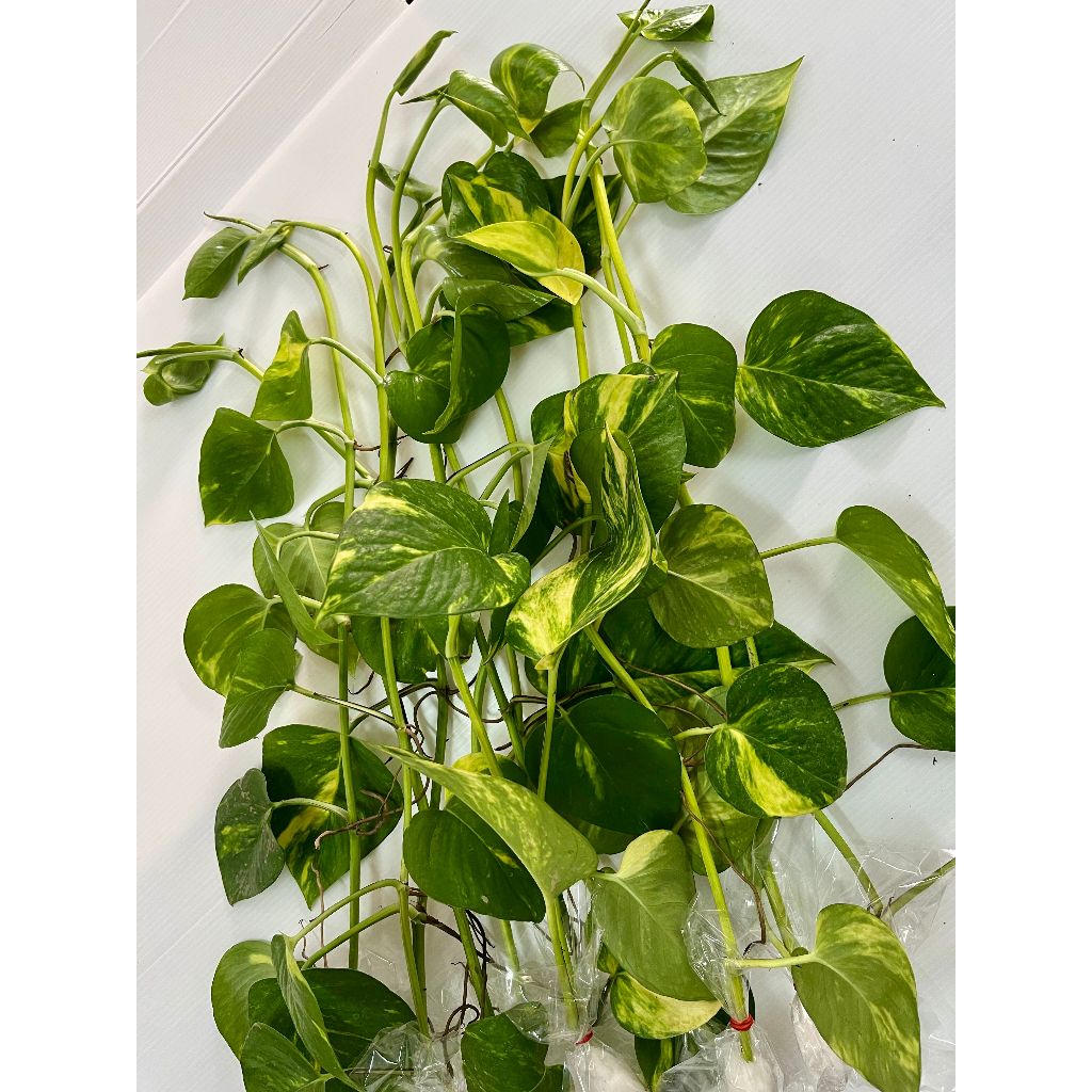 เถาพลูด่าง 10 เถา ความยาว 50 ซม. (Golden Pothos, 50 cm long, a set of 10 plants)