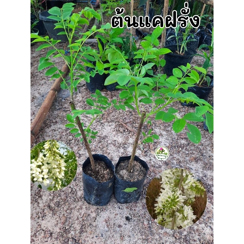 ต้นแคฝรั่ง แคฝรั่ง ดอกแคฝรั่ง