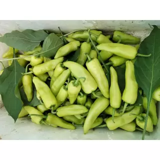 เมล็ดพันธุ์ พริกหยวก 30-70 เมล็ด [10เเถม 1 คละได้ ]