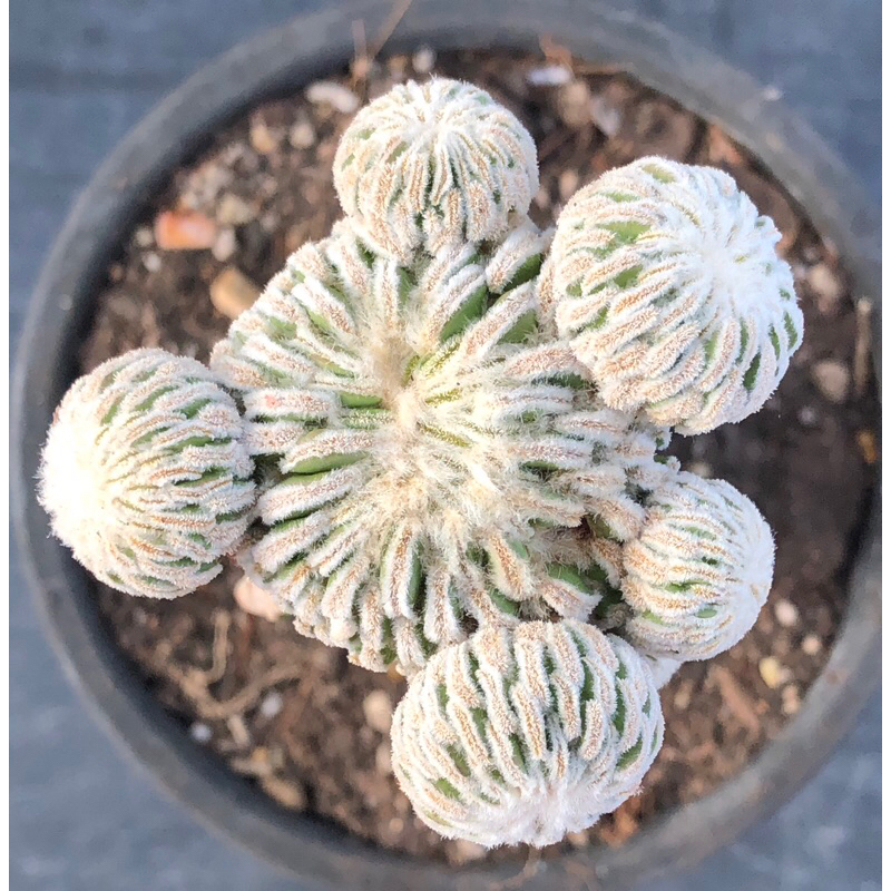 🌵แคคตัส เปเล่มอนส์ ไม้กราฟ Pelecyphora aselliformis f. monstruosa cactus ไม้กราฟ จำนวน 1 ต้น