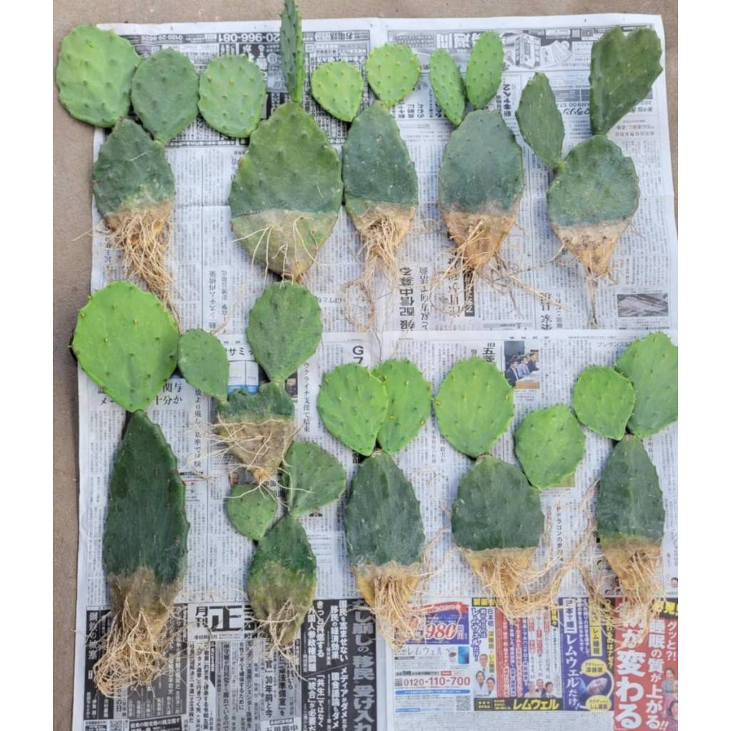 กระบองเพชร อย่างดี กระบองเพชรกินได้  โอพันเทียโอลแม๊กซิโก ทานผลและใบทานได้  สวยๆๆ ใบแก่ๆๆพร้อมราก