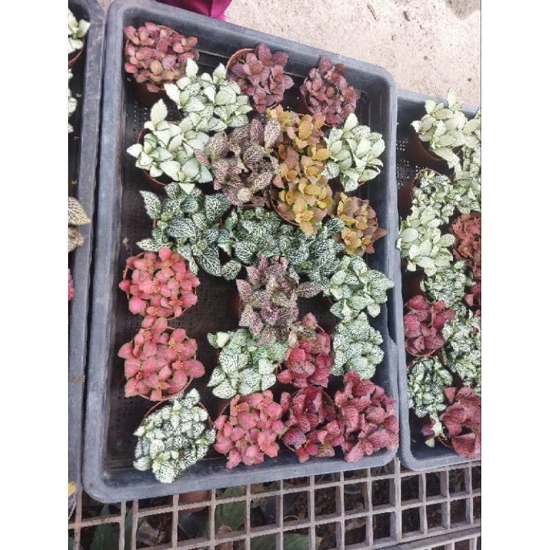 ต้นพรมออสเตรเลีย3นิ้ว ไม้มงคล ช่วยเสริมการเติบโตและพลังงานที่ดี - รูปที่ 2