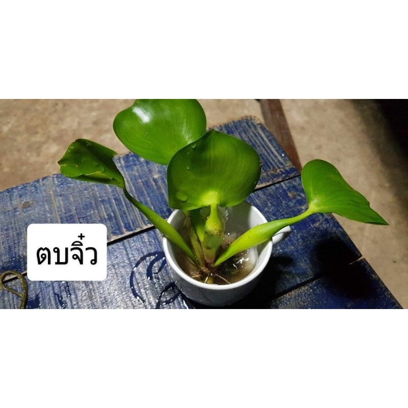 ตบเล็กใช้ประดับอ่างปลาตู้ปลาสวยงาม