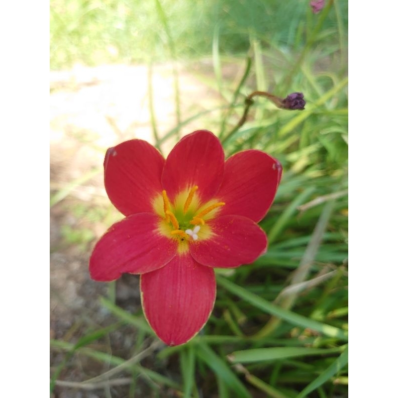 บัวดินสีแดง  สีตะวัน           z.seetawan