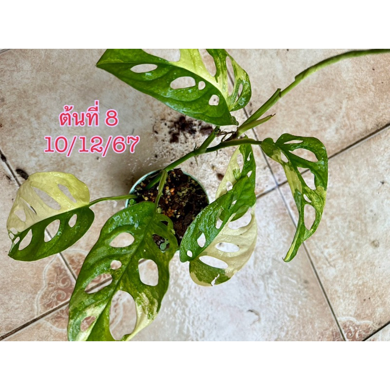 ต้นพลูฉลุยักษ์ด่างเหลือง Monstera Adansonii Aurea Giant Variegated | ต้นแข็งแรงรากเดินดี
