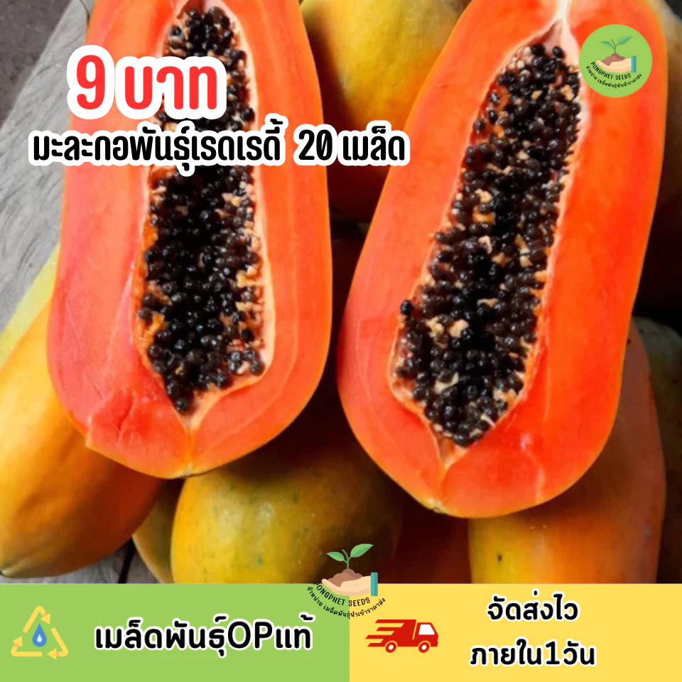 9บาท เมล็ดมะละกอเรดเรดี้ 20 เมล็ด