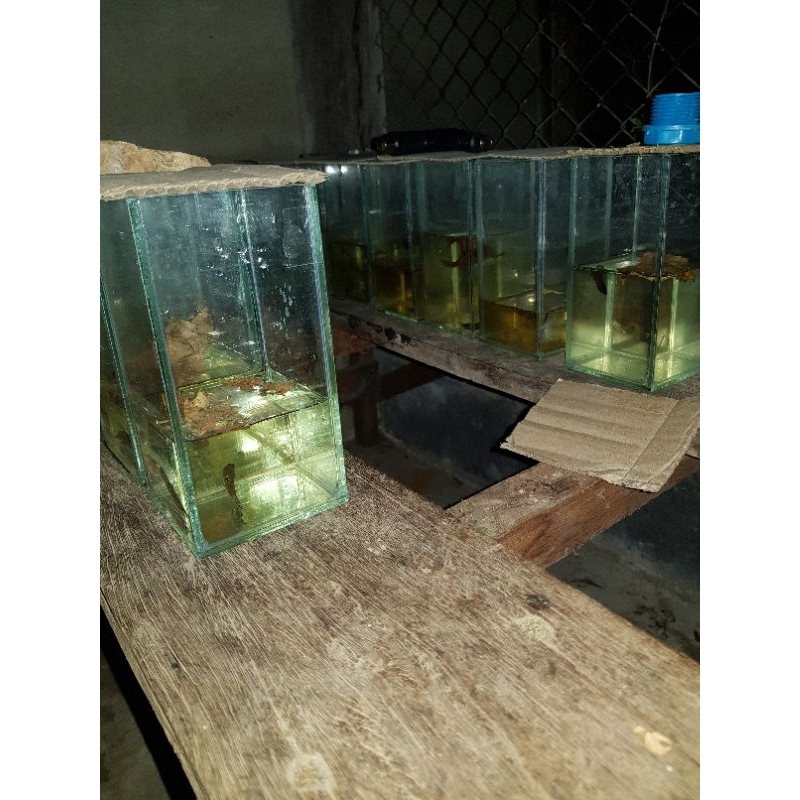 ปลากัดอีสานของแทร้ 1ชุด ผู้2+เมีย2 ประหยัดสุดคุ้ม