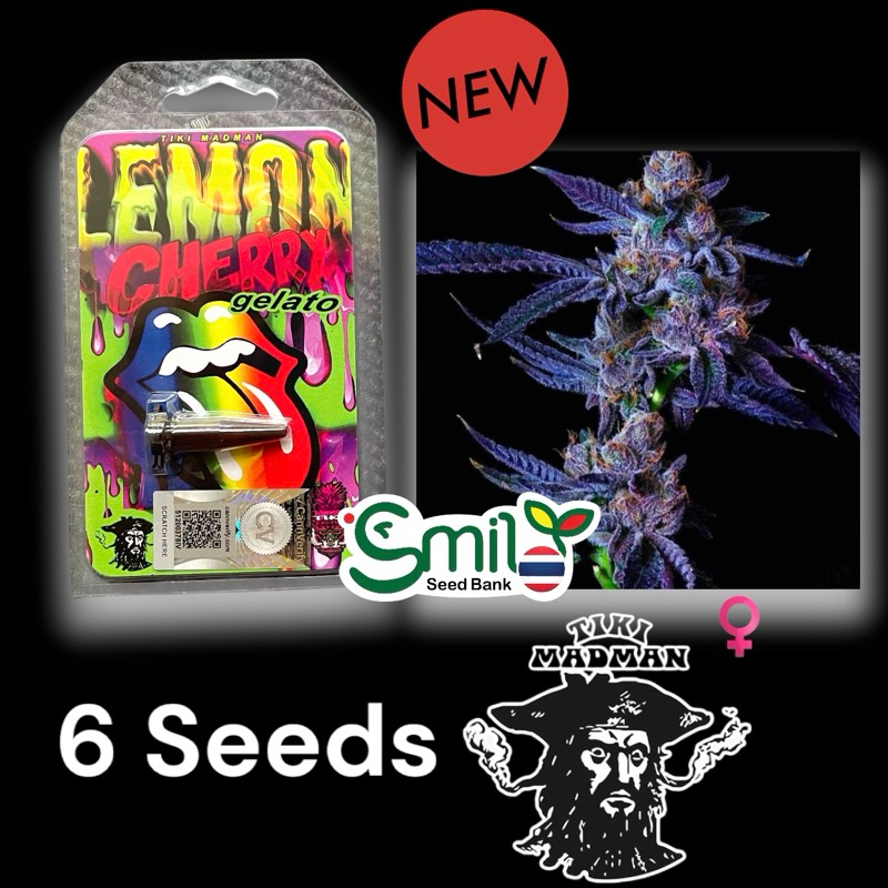 เมล็ดกัญชา Lemon Cherry Gelato (Fem) ขายดี* - Tiki Madman