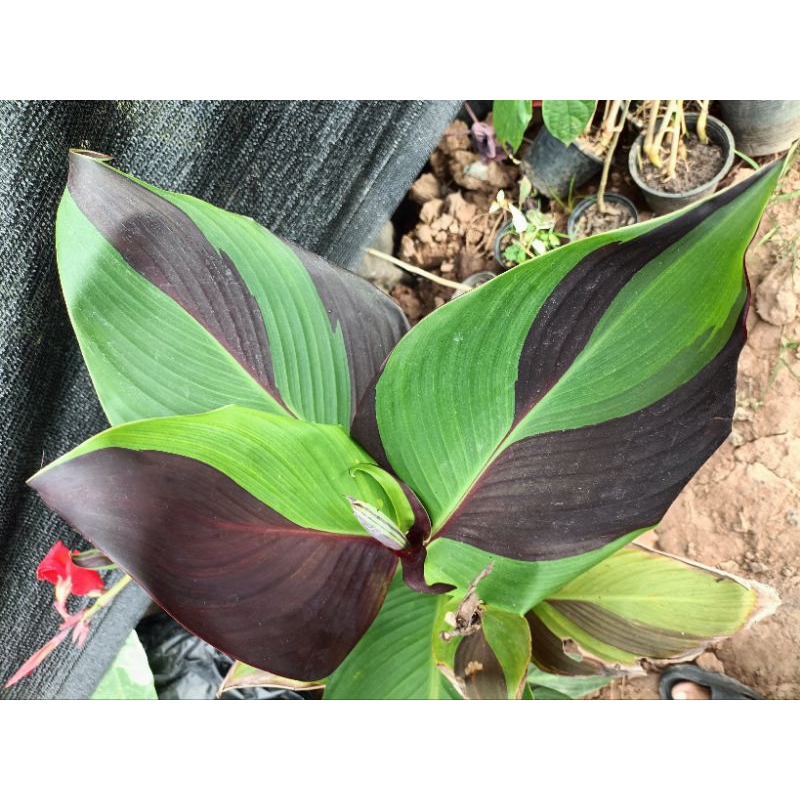 พุทธรักษาคลีโอพัตรา(Canna cleopatra)