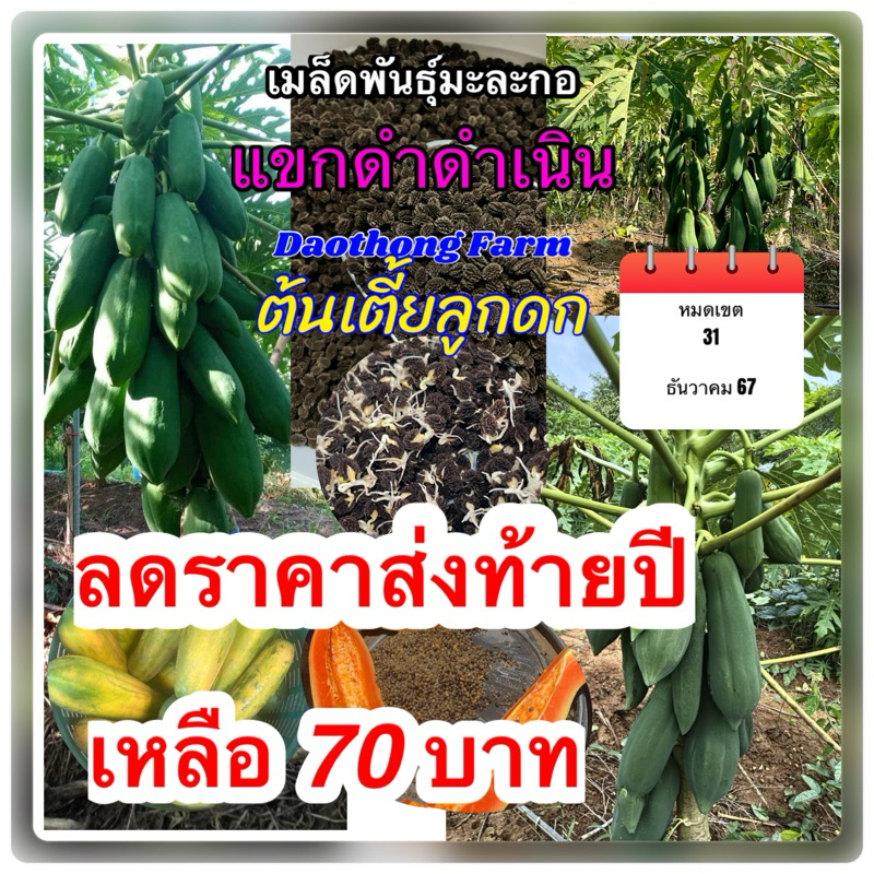 เมล็ดพันธุ์มะละกอแขกดำดำเนินต้นเตี้ย เมล็ดมะละกอแขกดำ น้ำหนักดีลูกใหญ่ออกลูกดก แถมคู่มือการปลูกฟรี
