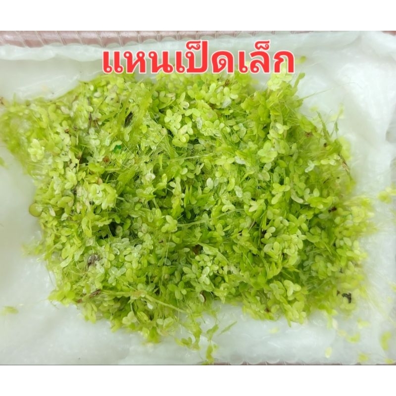 แหนเป็ดเล็ก จิ๋วแต่แจ๋ว - รูปที่ 6