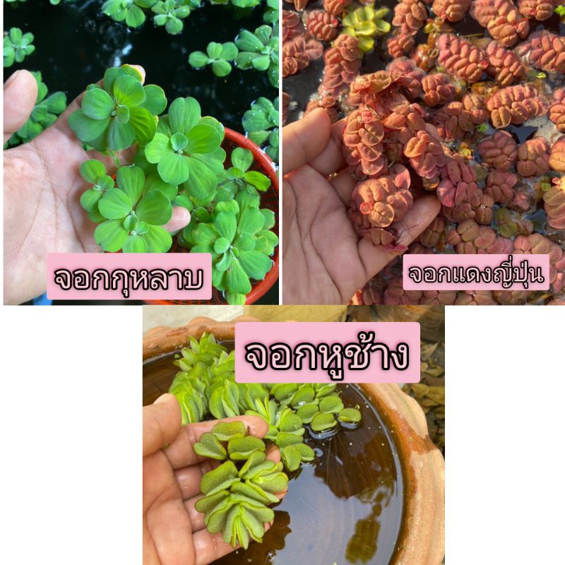 จอกกุหลาบ จอกแดงญี่ปุ่น และจอกหูช้าง (ชุดรวมไม้น้ำ)