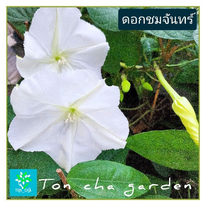 ชมจันทร์ ต้นดอกชมจันทร์