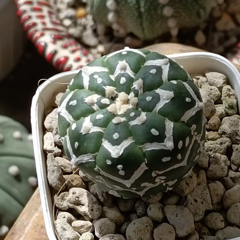 Astrophytum asterias 'V-Type' แอสโตรวี