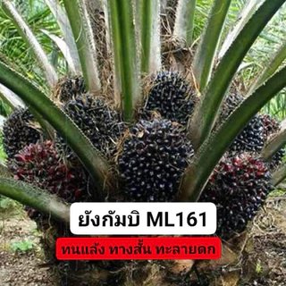 🌴เมล็ดพันธุ์ปาล์มสายพันธุ์ ยังกัมบิ ml161 มาเลย์เซีย(มีใบรับรองสายพันธุ์)🌴