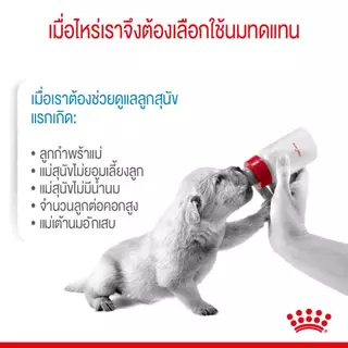 Royal Canin Mother&BabyDog นมลูกสุนัข 2 กิโลกรัม Milk Replacement Mother BabyDog นมสุนัข