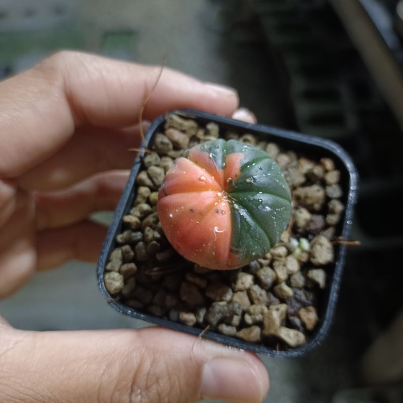 Astrophytum Asterias Variegated แอสโตรด่าง