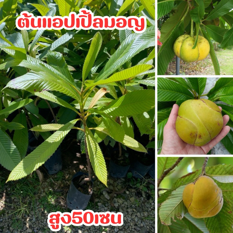 ต้นเเอปเปิ้ลมอญหรือมะตาด ต้นละ100บาท พร้อมส่ง
