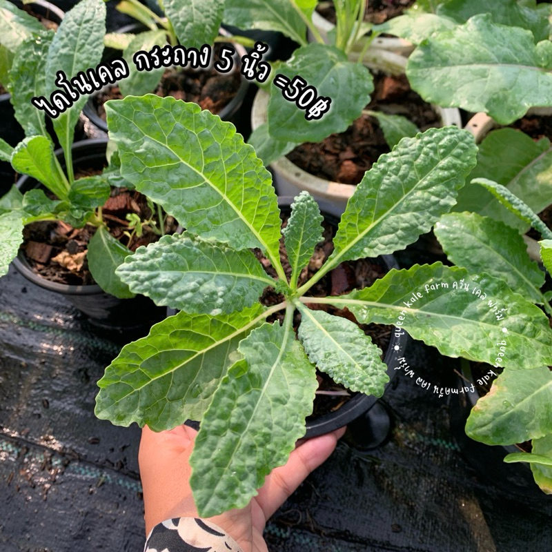 ต้นเคลใบหยิกเขียว /ไดโนเคล /เคลม่วงกระถาง 5 นิ้ว - รูปที่ 2