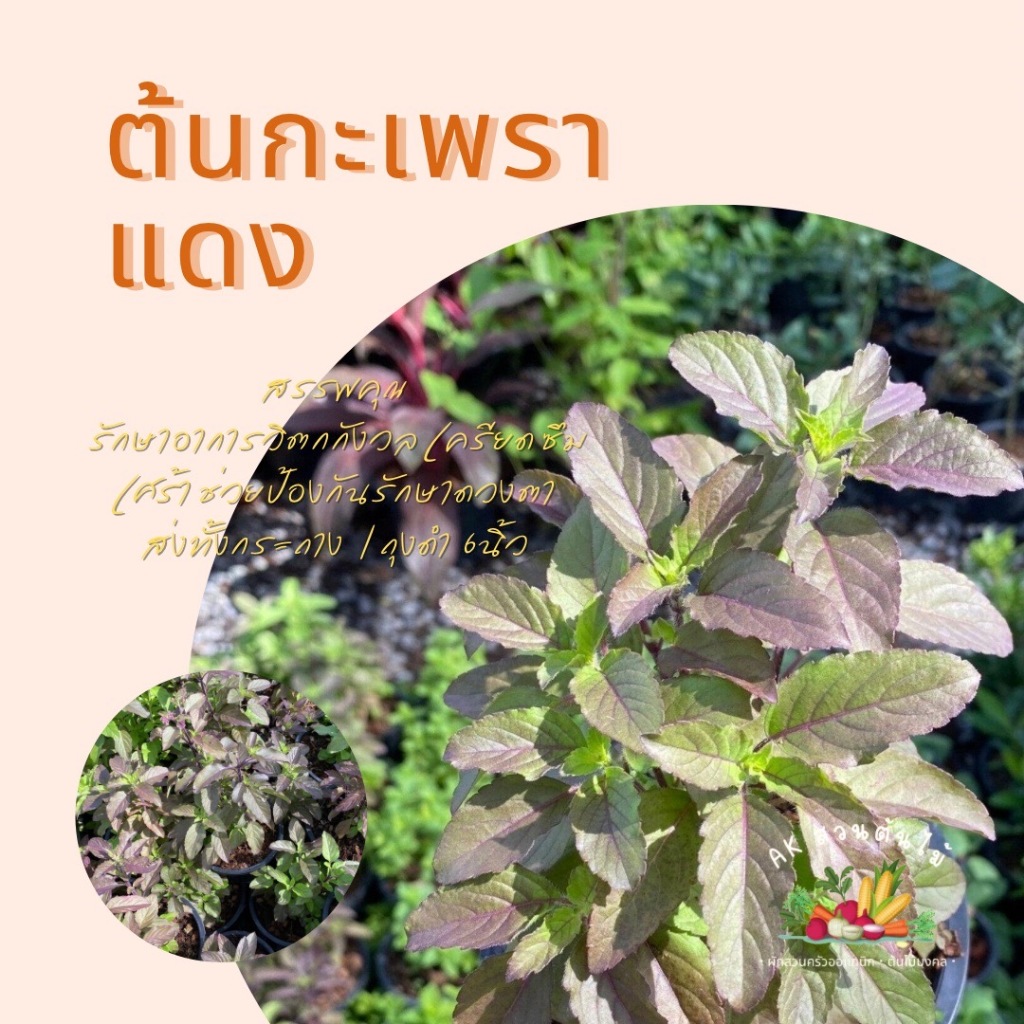 ต้นกะเพราแดง ต้นใหญ่ เริ่มออกดอก กระถาง6นิ้ว / ถุงดำ6นิ้ว พร้อมปลูกพร้อมรับประทาน กะเพราแดง กะเพรา