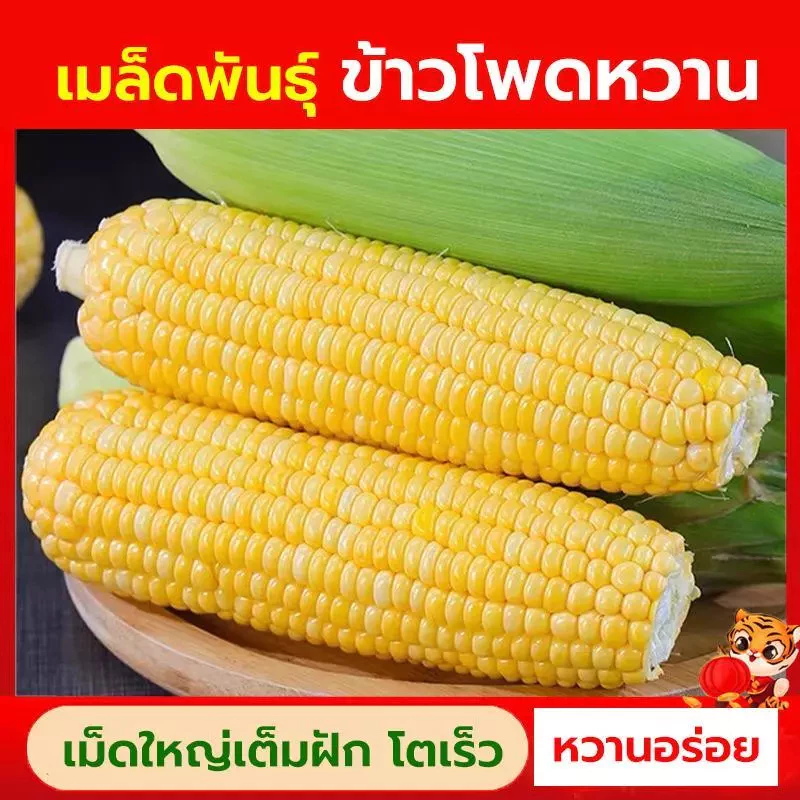 เมล็ดพันธ์ุ ข้าวโพดหวาน ฝักใหญ่ เต็มฝัก ปลูกง่าย บรรจุซองละ 50