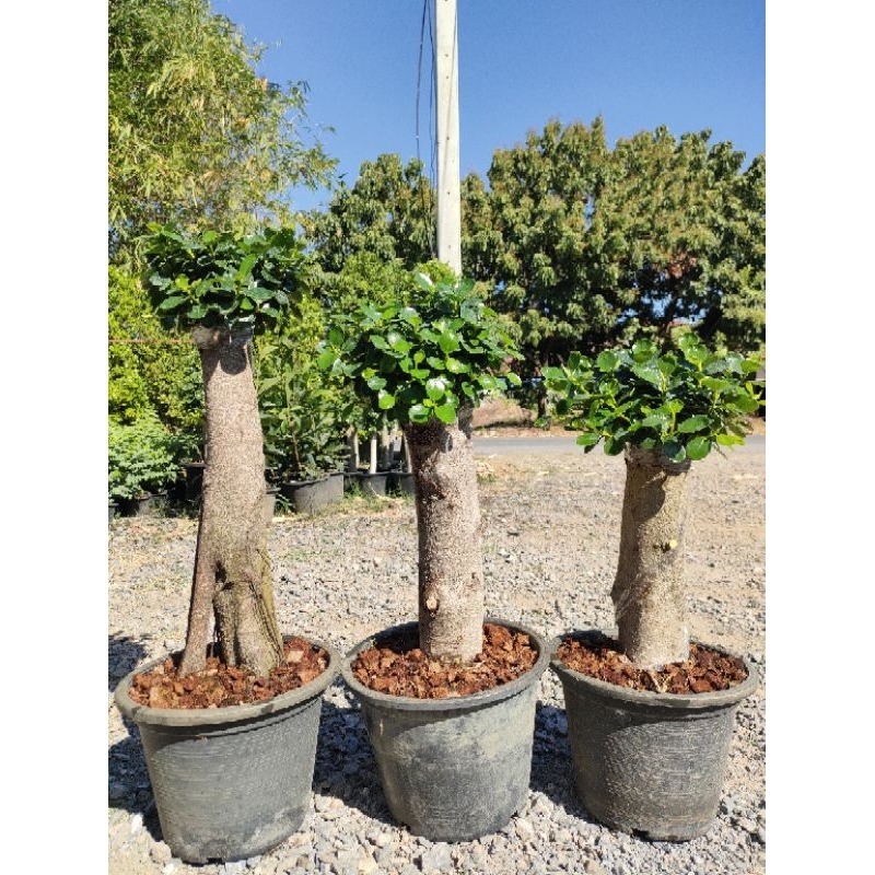 ต้นช้อนเงินช้อนทอง ตอใหญ่ทรงกำลังดี จัดส่งพร้อมกระถาง10นิ้วภาพถ่ายจากสินค้าจริง  ราคาถูกจากสวนจ้า - รูปที่ 3