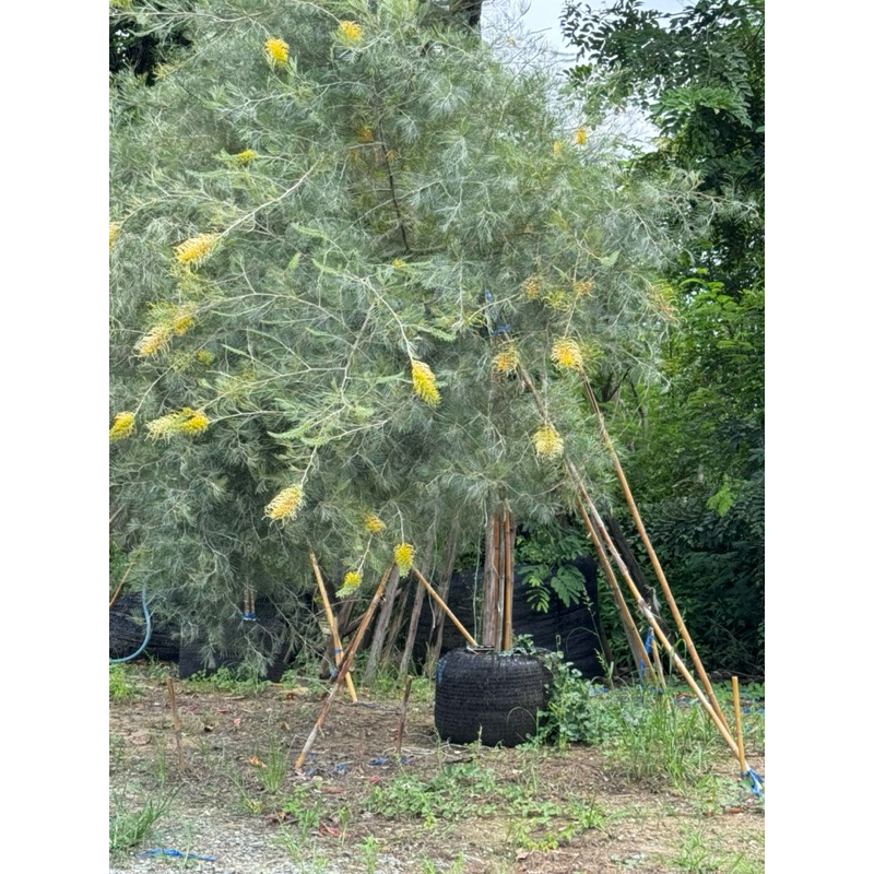 สนเกลวิเลียเหลืองเลื้อยกิ่งตอนBush lemonสูง70-80ซม.ไม้ยืมต้นพุ่มเลื้อยสวยมากยอดฮิตไม้มีราคา