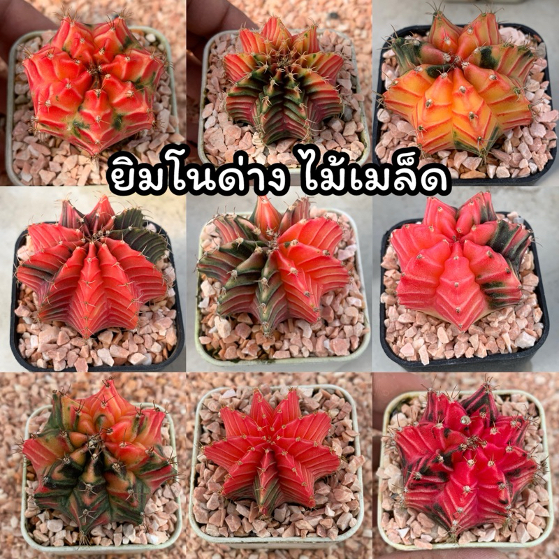 V.3 กระบองเพชร ยิมโนด่างไม้เมล็ด หัวสีสวยๆ คัดฟอร์มเด็ด ในกระถาง 2 นิ้ว อัพเดท 03/12/67