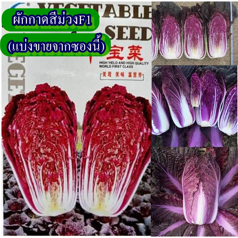 30 เมล็ด เมล็ดผักกาดสีม่วงF1 (หายาก ผักกาดสายพันธุ์ใหม่ ใบสีม่วง หัวใหญ่สวย รสชาติหวานกรอบอร่อย)