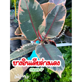 ต้นยางอินเดียใบด่างขาว/ด่างแดง ไซส์กระถาง 6“ ต้นไม้ฟอกอากาศ