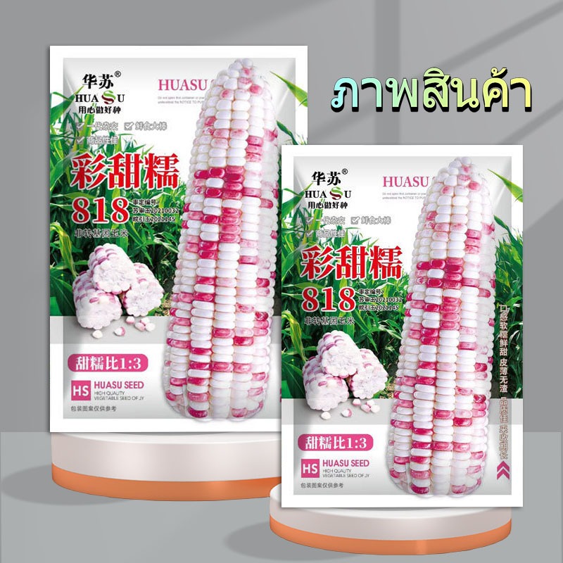 180เมล็ด เมล็ดพันธุ์ ข้าวโพดข้าวเหนียว ขาวม่วง เมล็ด  ข้าวโพดหวาน หอมอร่อย - รูปที่ 3