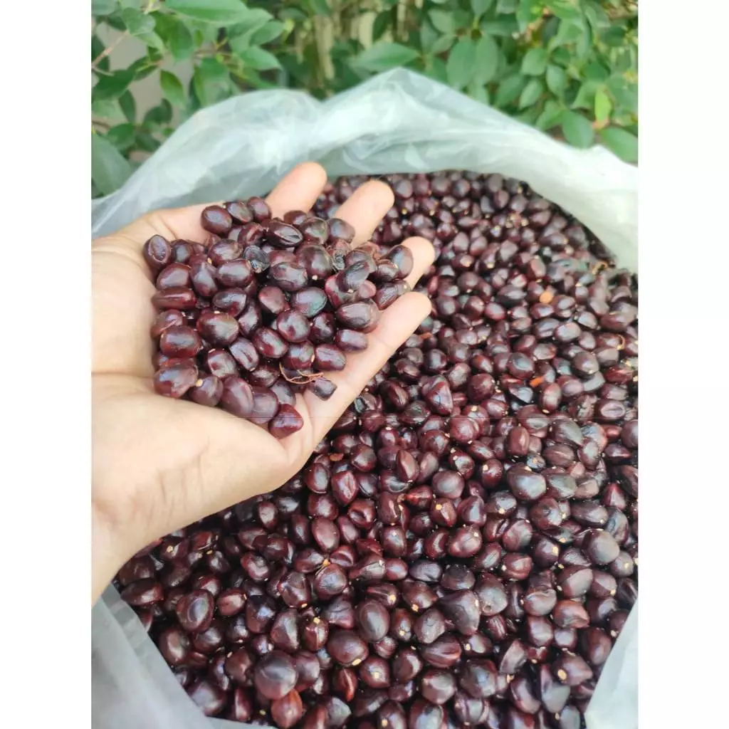 เมล็ดมะขามเหมาะสำหรับปลูกทำรั้วสวยงาม เเนวสวนเเนวกั้นรั้ว บรรจุ 1 กก.(กดสั่งไม่เกิน 10 กก ต่อ 1 ออเดอร์นะคะ)