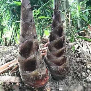 เมล็ดพันธ์ุไผ่ยักษ์ เมล็ดไผ่ ต้นไผ่ยักษ์ สายพันธ์ุแท้ บรรจุ 50 เมล็ด