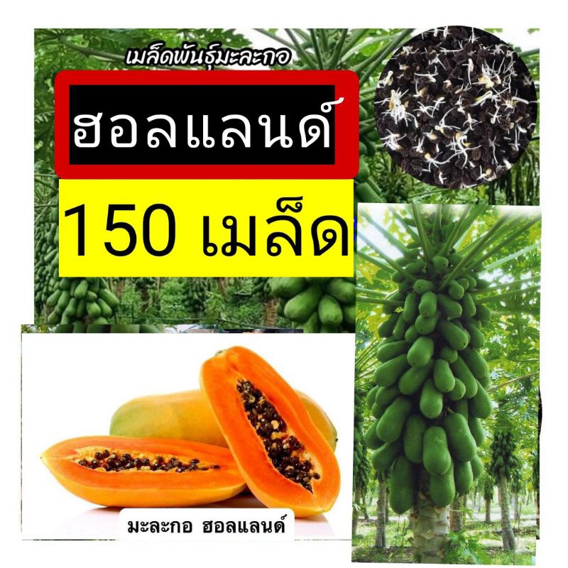 เมล็ดพันธุ์ มะละกอ ฮอลแลนด์ ประมาณ 150 เมล็ด (3 g)