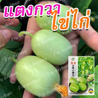 เมล็ดพันธุ์แตงกวาไขไก่ เมล็ดแตงกวามินิ 10เมล็ด แตงกวาแคระ แต…