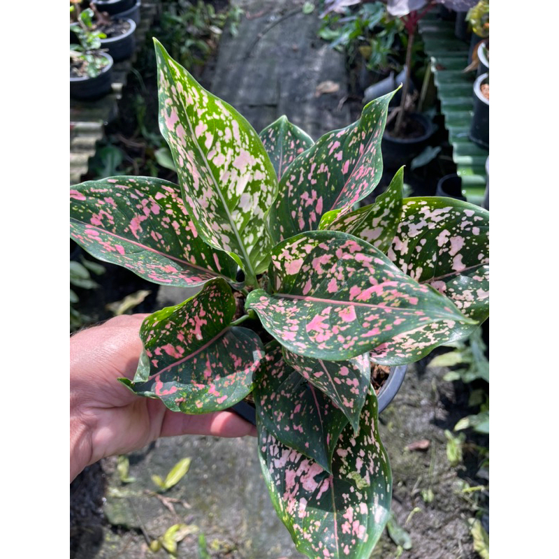 อโกนีมา ต้นรับเงินรับทอง กระถาง6” - รูปที่ 2