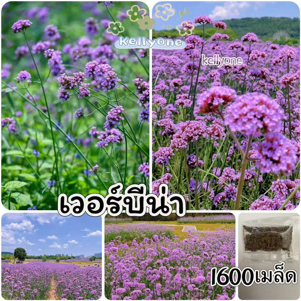 เมล็ดพันธุ์ดอกเวอร์บีน่า 1600 เมล็ด