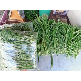 หญ้าขนสดปลอดสารพิษสำหรับแกสบี้กระต่ายหรือเต่าจัดฟันแท้ต่างๆ