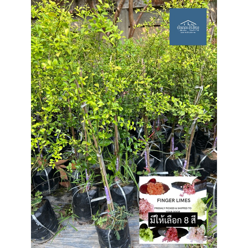 ต้นมะนาวคาเวียร์ มะนาวนิ้วมือ finger lime มีให้เลือก 8 สี ต้นแข็งแรง ปลูก 1 ปีให้ผลผลิต