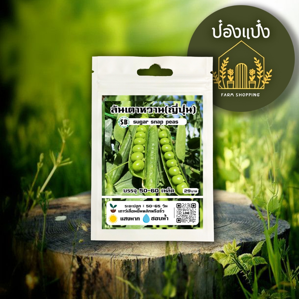 ลันเตาหวาน(ญี่ปุ่น) - เมล็ดโต-หวานกรอบ  50-60 เมล็ด/ซอง /// PPshop - รูปที่ 2