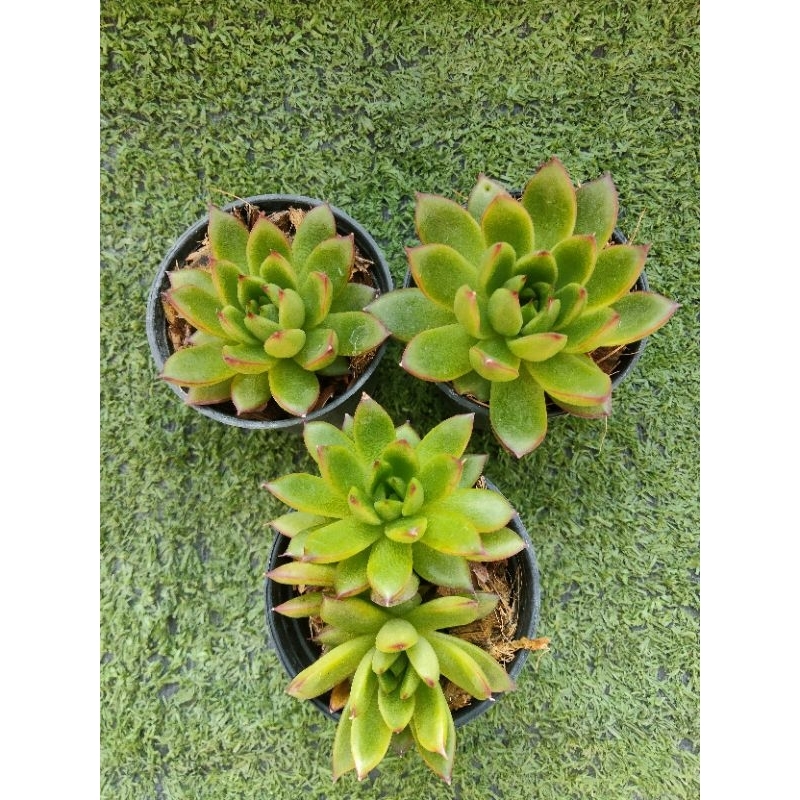 กุหลาบหิน"Christmas" [Echeveria agavoides "Christmas" ] ไม้ในกระถาง2"