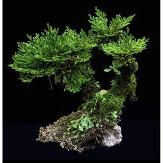 ดอกหินเวียดนาม จัดตู้ระบบชื้น ระบบปิด Terrarium Selaginella tamariscina